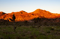 Joshua Tree_042419_055