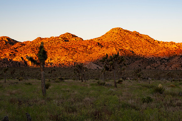 Joshua Tree_042419_055
