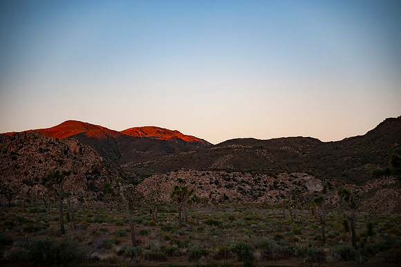 Joshua Tree_042419_041