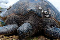 Hawaii_2012 (27)