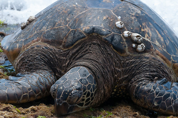 Hawaii_2012 (27)
