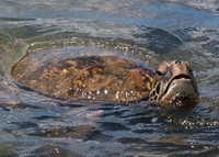 Hawaii_2012 (80)