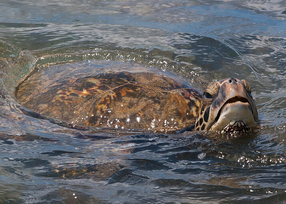 Hawaii_2012 (80)