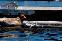 D90_070511_0507