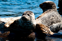 D90_070511_0501