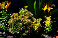 D70_070510_0056