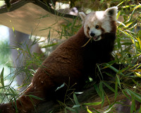 Woodland Park Zoo