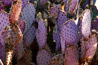 Arizona