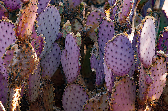 Sedona Trip_0188