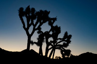 Joshua Tree_042419_008