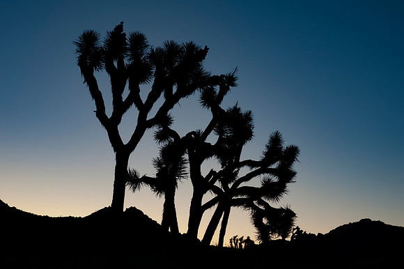 Joshua Tree_042419_008